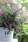 /Images/johnsonnursery/Products/Woodies/BDD_Pink_Micro_Chip_-_PW.jpg