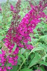 /Images/johnsonnursery/Products/Woodies/Buddleia_Attraction.jpg