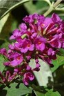 /Images/johnsonnursery/Products/Woodies/Buddleia_Flutterby_Petite_Tutti_Frutti_Pink_-_Ball.jpg