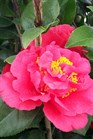 /Images/johnsonnursery/Products/Woodies/Camellia_Kramers_Supreme_for_web_3012102.jpg