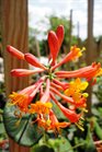 /Images/johnsonnursery/Products/Woodies/Lonicera_Dropmore_Scarlet_for_web.jpg