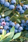/Images/johnsonnursery/Products/Woodies/Vaccineum_Sunshine_Blue.jpg