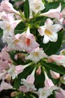 /Images/johnsonnursery/Products/Woodies/Weigela_Sonic_Bloom_Pearl_-_PW.jpg