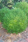 /images/johnsonnursery/Products/pics/1092-1.jpg