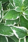 /images/johnsonnursery/Products/pics/1348-1.jpg