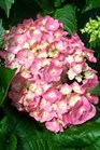/images/johnsonnursery/Products/pics/1349-1.jpg
