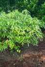 /images/johnsonnursery/Products/pics/1393-1.jpg