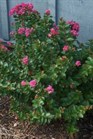 /images/johnsonnursery/Products/pics/1415-1.jpg