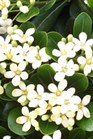 /images/johnsonnursery/Products/pics/1563-1.jpg