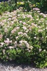 /images/johnsonnursery/Products/pics/1615-1.jpg
