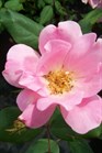 /images/johnsonnursery/Products/pics/1726-1.jpg