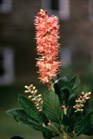 /images/johnsonnursery/Products/pics/2265-1.jpg