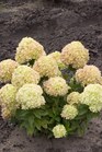 /images/johnsonnursery/Products/pics/2273-1.jpg
