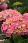 /images/johnsonnursery/Products/pics/899-1.jpg