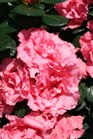 /images/johnsonnursery/Products/pics/967-1.jpg