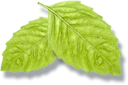 Atlantic Shores Environmetnal Services