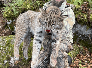 Bobcat Hunt: 6-Day Expedition