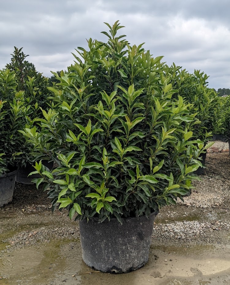 Viburnum Awabuki Chindo Sweet Viburnum Big Discounts | www ...