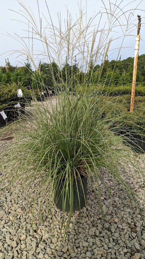 Dwarf Zebra Maiden Grass for Sale Online - The Greenhouse