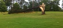 Fallen_Tree_After_Thunderstorm_Between_Holes-4-5.jpg