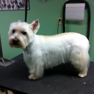 Coventry Animal Hospital Grooming Photos